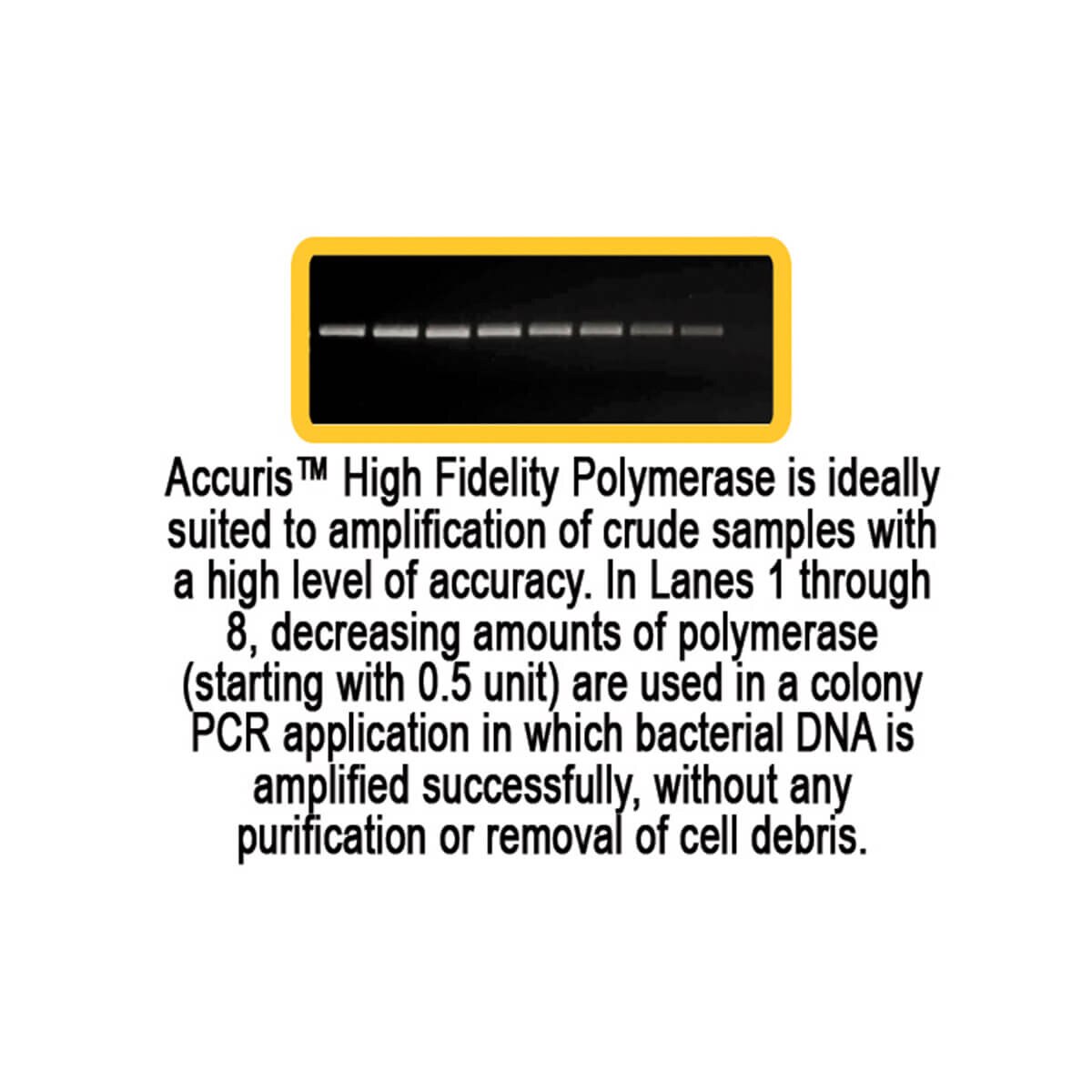 High Fidelity DNA Polymerase, graph